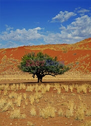 Dolina Sossusvlei w Namibii