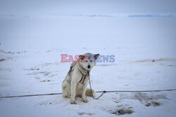 Grenlandzkie psy zaprzęgowe