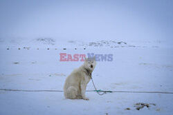 Grenlandzkie psy zaprzęgowe