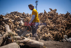 Wypalanie węgla drzewnego w Egipcie