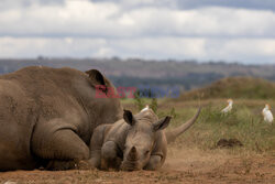 Relaks nosorożców