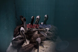 Ratowanie chorych pelikanów w Kalifornii