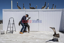 Ratowanie chorych pelikanów w Kalifornii