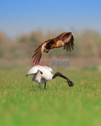 Kania ukradła węża ibisowi