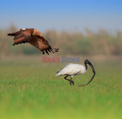 Kania ukradła węża ibisowi