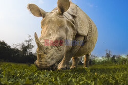 Zdjęcia nosorożców z fotopułapki