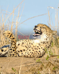 Gepard śmieje się do rozpuku