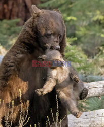 Niedźwiedzica z młodym w pysku