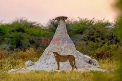Młody gepard wspiął się na kopiec termitów