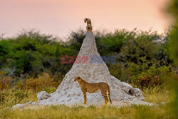 Młody gepard wspiął się na kopiec termitów