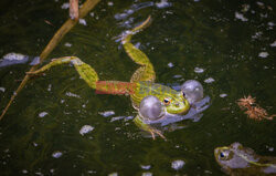 Sezon godowy żab wodnych