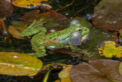 Sezon godowy żab wodnych