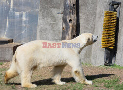 Warszawskie Zoo żegna niedźwiedzie polarne