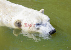 Warszawskie Zoo żegna niedźwiedzie polarne