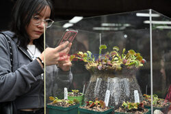 Wystawa roślin mięsożernych w Bogocie
