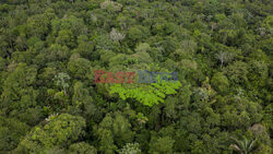 Zbieracze kauczuku w Amazonii - AFP