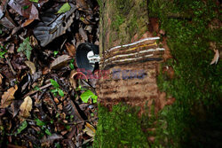 Zbieracze kauczuku w Amazonii - AFP