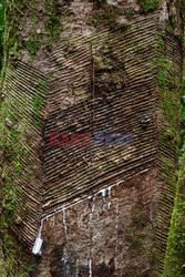 Zbieracze kauczuku w Amazonii - AFP