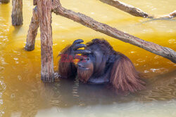 Wyspa orangutanów