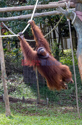 Wyspa orangutanów