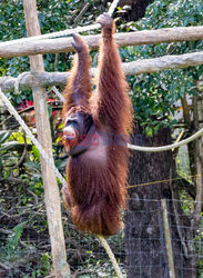Wyspa orangutanów