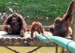 Wyspa orangutanów