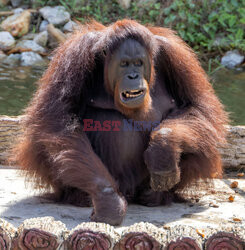 Wyspa orangutanów