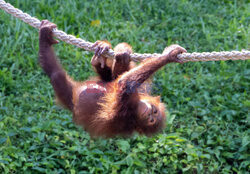 Wyspa orangutanów