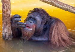 Wyspa orangutanów