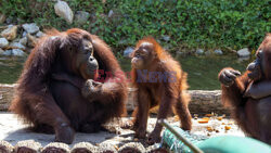 Wyspa orangutanów