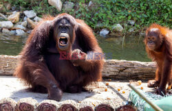 Wyspa orangutanów