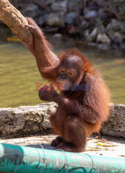 Wyspa orangutanów