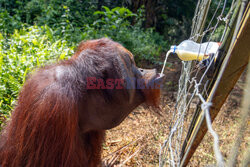 Wyspa orangutanów