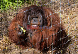 Wyspa orangutanów