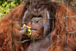 Wyspa orangutanów