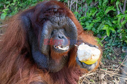 Wyspa orangutanów