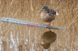 Reporter archiwum 2025 03