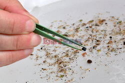 Mikroplastik w Rodanie - AFP