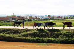 Życie codzienne na Madagaskarze - Sipa