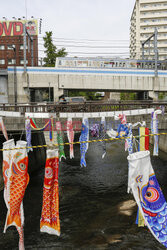 Koinobori na Dzień Dziecka