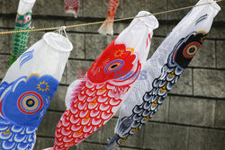 Koinobori na Dzień Dziecka