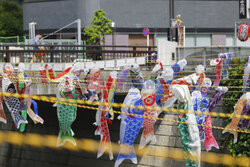 Koinobori na Dzień Dziecka