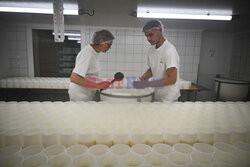 Produkcja sera camembert