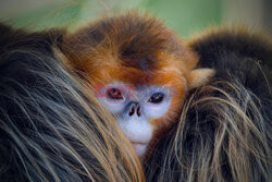 Małpy rokietnicowate nową atrakcją zoo w Beauval