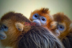 Małpy rokietnicowate nową atrakcją zoo w Beauval