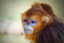 Małpy rokietnicowate nową atrakcją zoo w Beauval