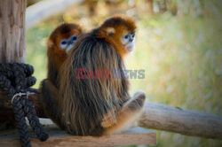Małpy rokietnicowate nową atrakcją zoo w Beauval