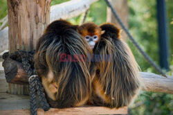 Małpy rokietnicowate nową atrakcją zoo w Beauval