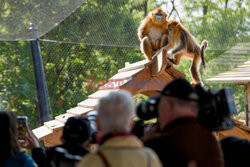 Małpy rokietnicowate nową atrakcją zoo w Beauval