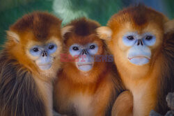 Małpy rokietnicowate nową atrakcją zoo w Beauval